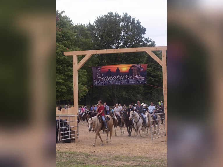 American Quarter Horse Ruin 5 Jaar 152 cm Palomino in Millersburg