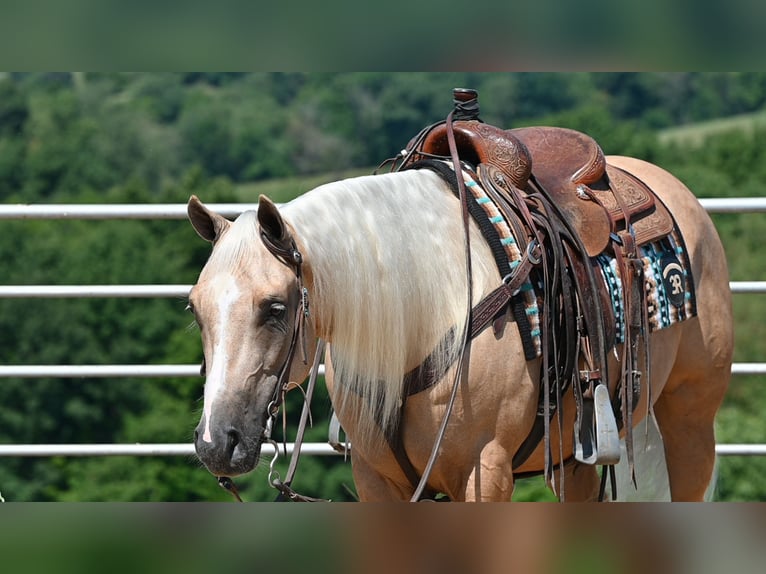 American Quarter Horse Ruin 5 Jaar 152 cm Palomino in Millersburg