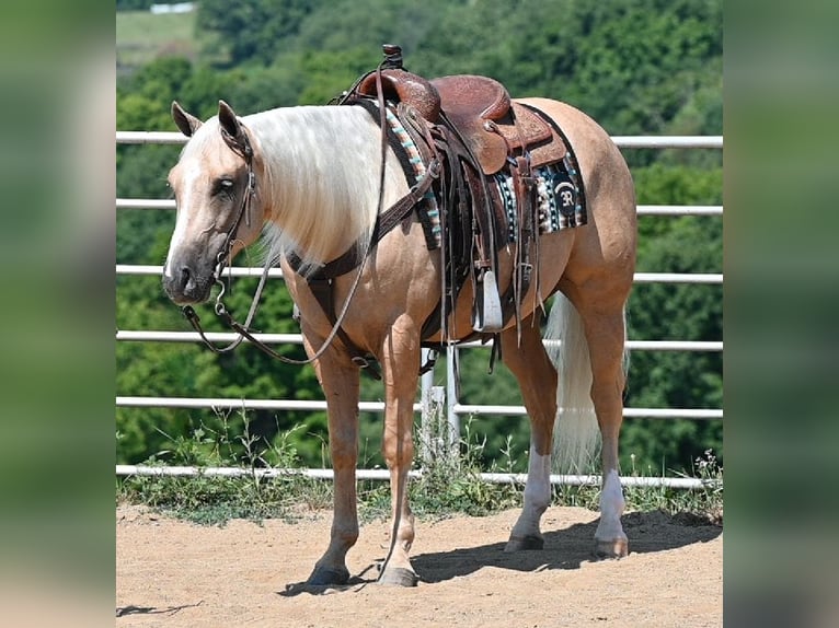 American Quarter Horse Ruin 5 Jaar 152 cm Palomino in Millersburg