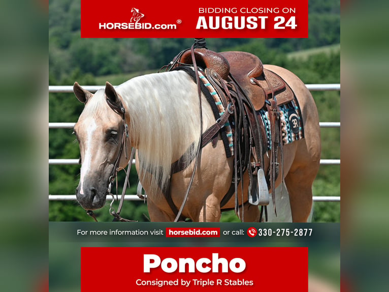 American Quarter Horse Ruin 5 Jaar 152 cm Palomino in Millersburg