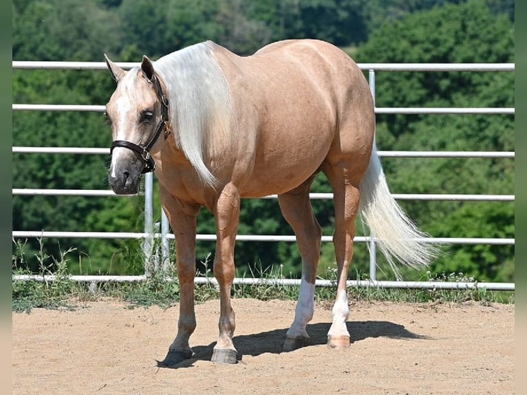 American Quarter Horse Ruin 5 Jaar 152 cm Palomino in Millersburg
