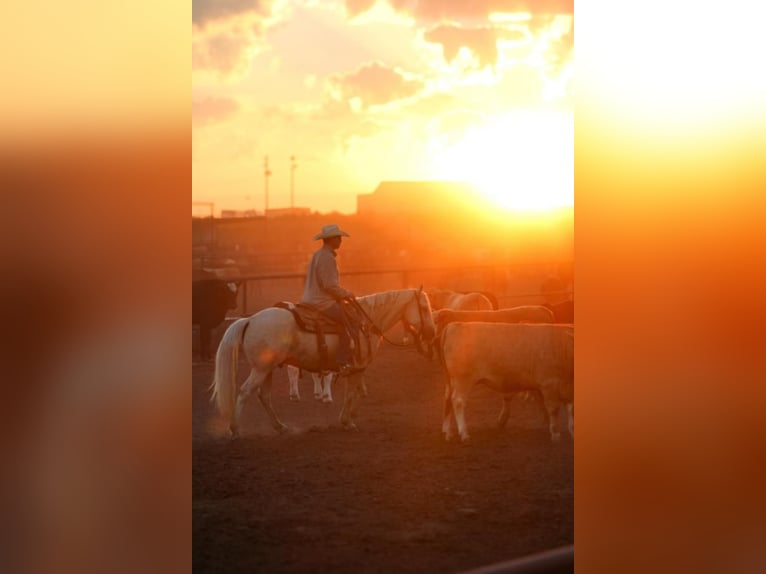 American Quarter Horse Ruin 5 Jaar 152 cm Palomino in Stephenville, TX