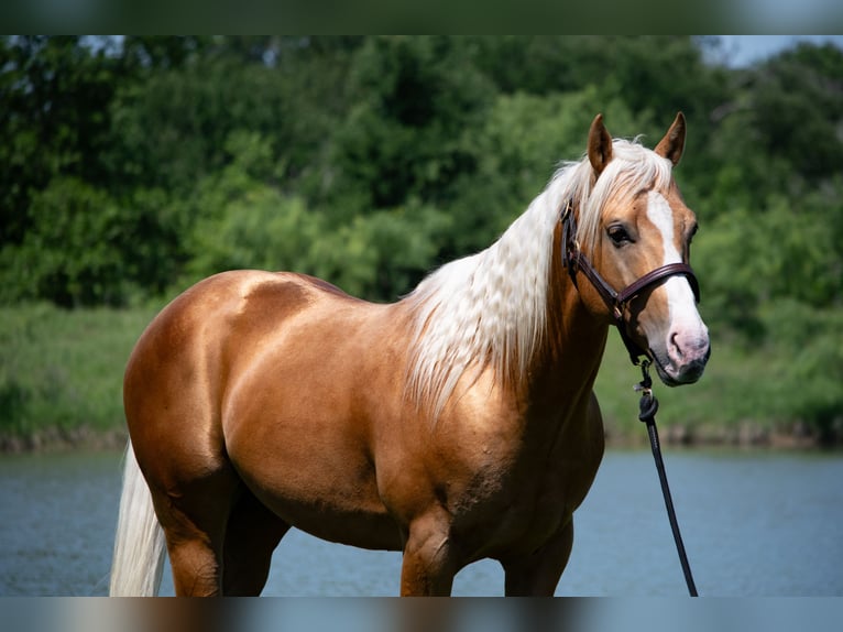 American Quarter Horse Ruin 5 Jaar 152 cm Palomino in Stephenville