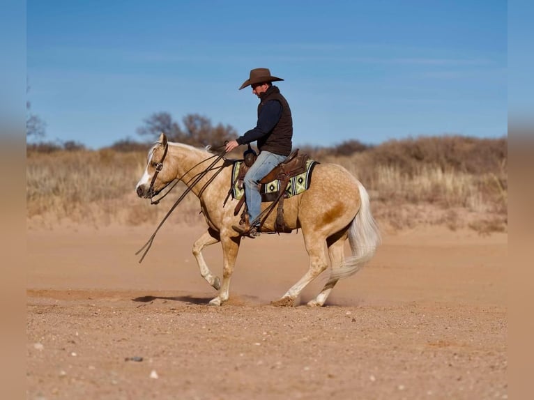 American Quarter Horse Ruin 5 Jaar 152 cm Palomino in Marshall, MO