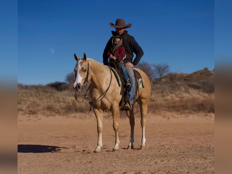 American Quarter Horse Ruin 5 Jaar 152 cm Palomino in Marshall, MO