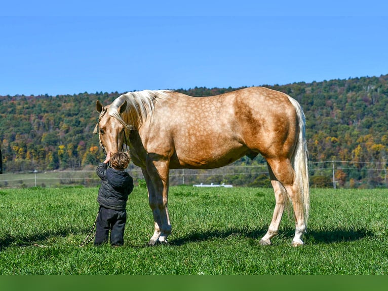 American Quarter Horse Ruin 5 Jaar 152 cm Palomino in Rebersburg