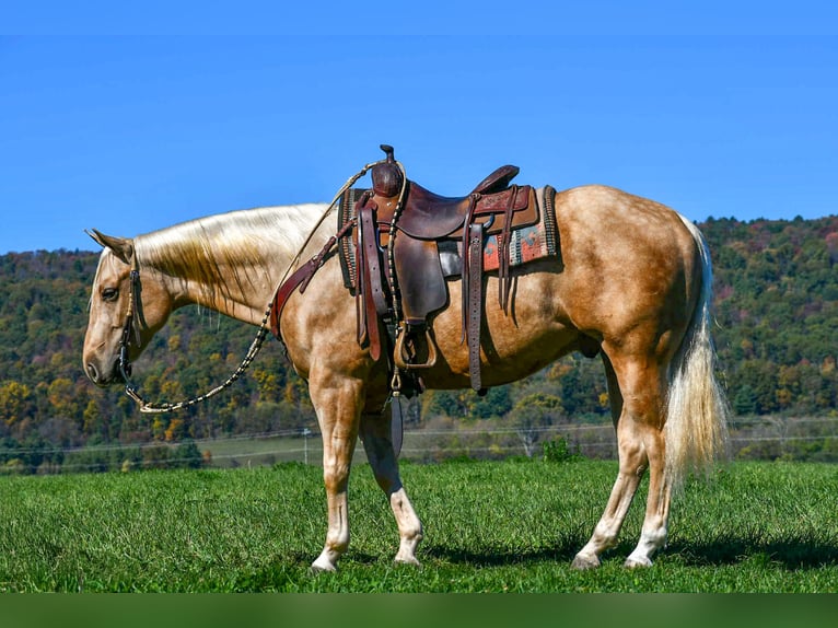 American Quarter Horse Ruin 5 Jaar 152 cm Palomino in Rebersburg
