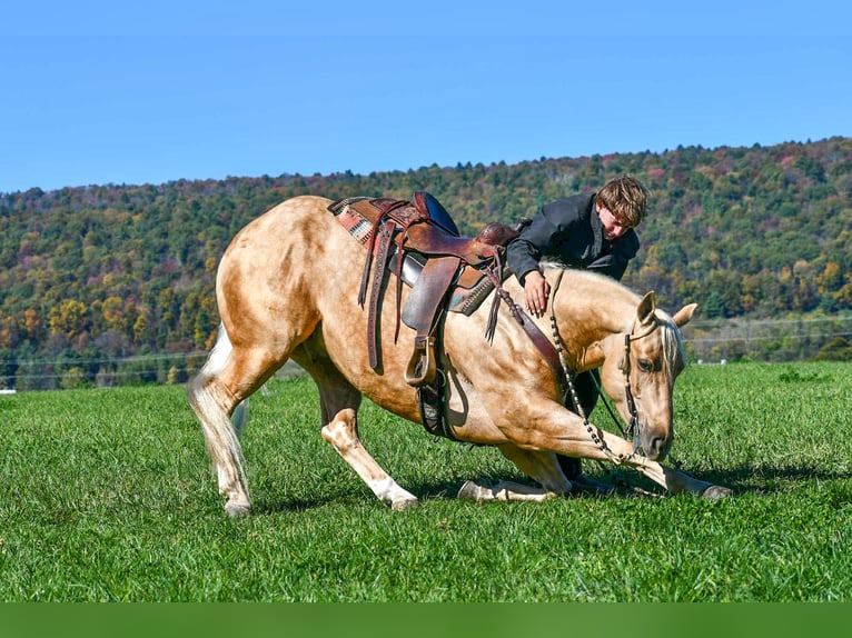American Quarter Horse Ruin 5 Jaar 152 cm Palomino in Rebersburg