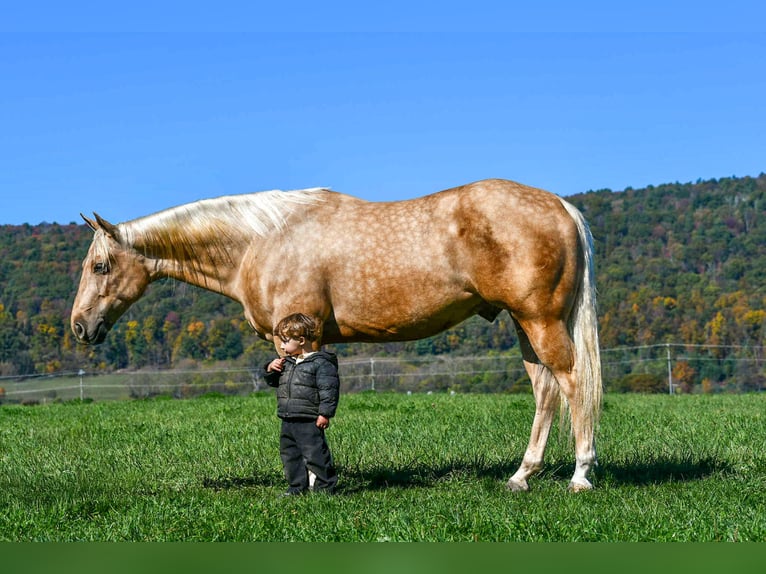 American Quarter Horse Ruin 5 Jaar 152 cm Palomino in Rebersburg