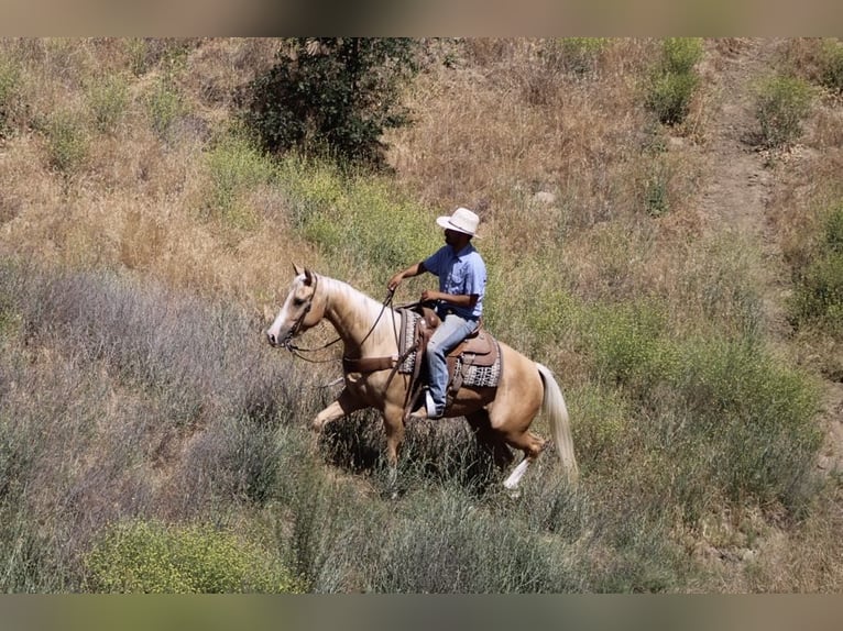 American Quarter Horse Ruin 5 Jaar 152 cm Palomino in Paicines CA