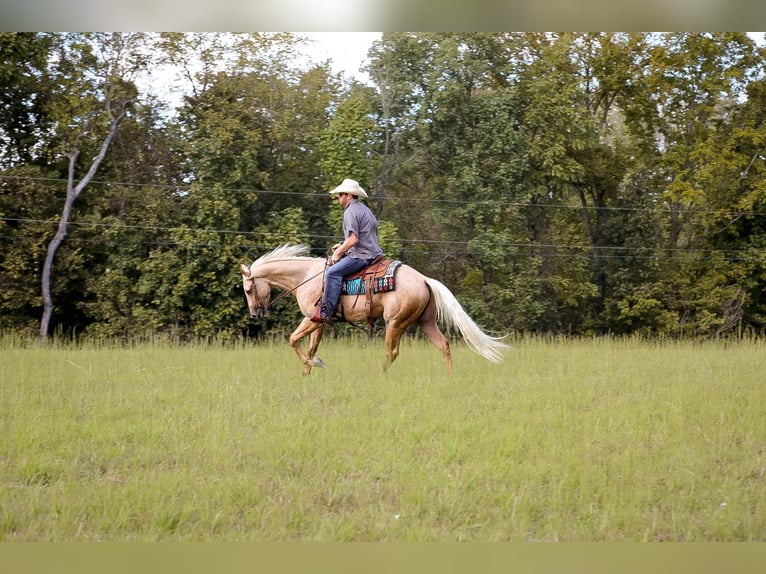 American Quarter Horse Ruin 5 Jaar 152 cm Palomino in Sante Fe, TN