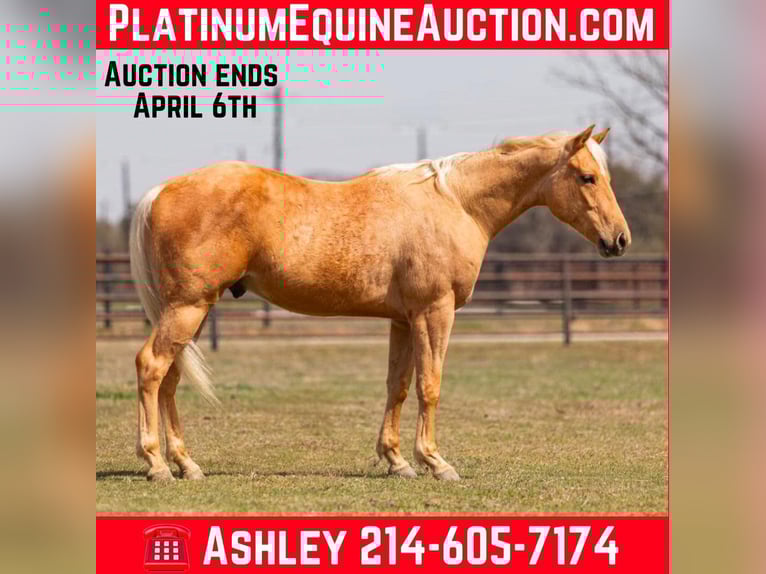 American Quarter Horse Ruin 5 Jaar 152 cm Palomino in Weatherford TX