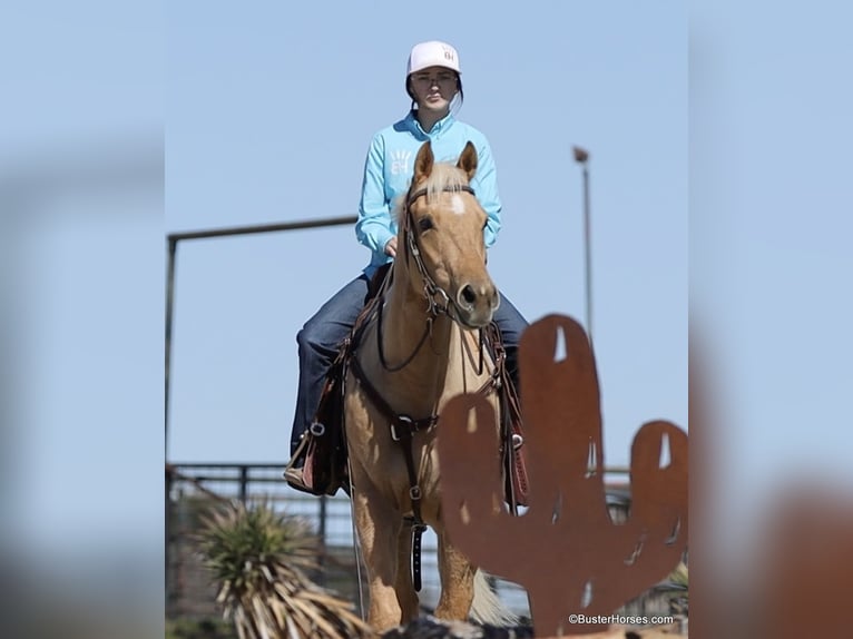 American Quarter Horse Ruin 5 Jaar 152 cm Palomino in Weatherford TX