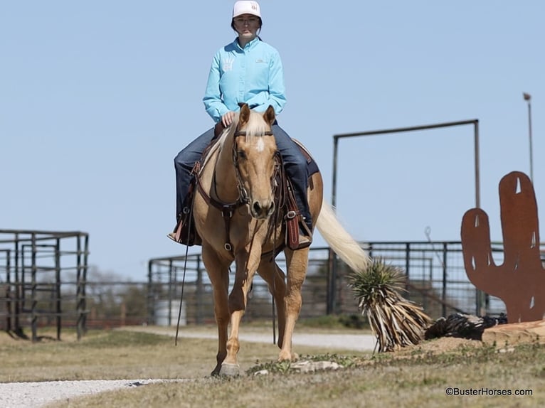 American Quarter Horse Ruin 5 Jaar 152 cm Palomino in Weatherford TX
