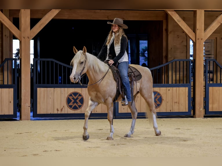 American Quarter Horse Ruin 5 Jaar 152 cm Palomino in Needmore