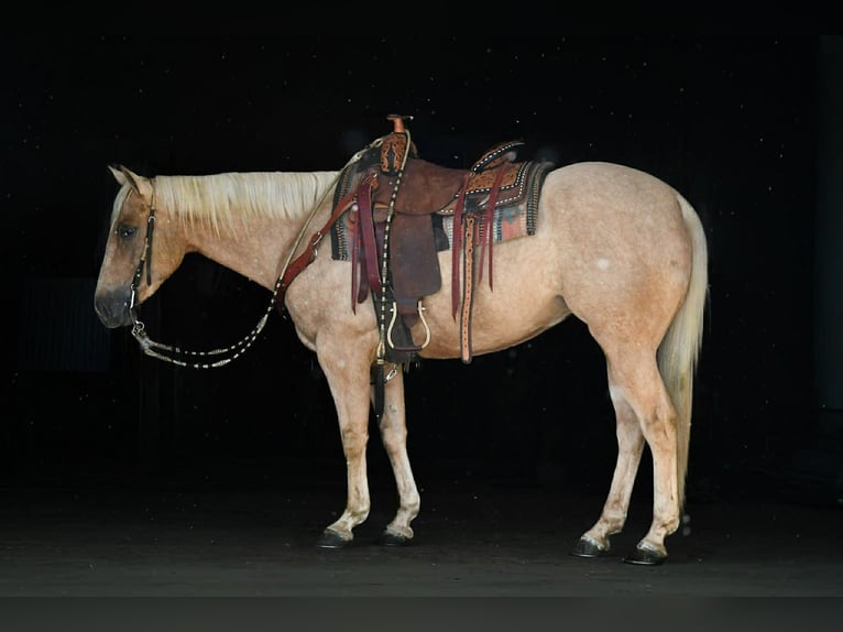 American Quarter Horse Ruin 5 Jaar 152 cm Palomino in Rebersburg
