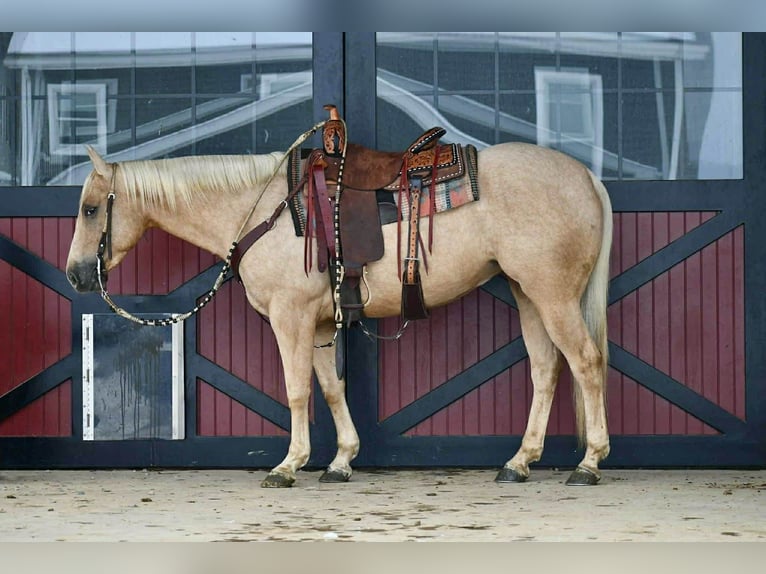 American Quarter Horse Ruin 5 Jaar 152 cm Palomino in Rebersburg