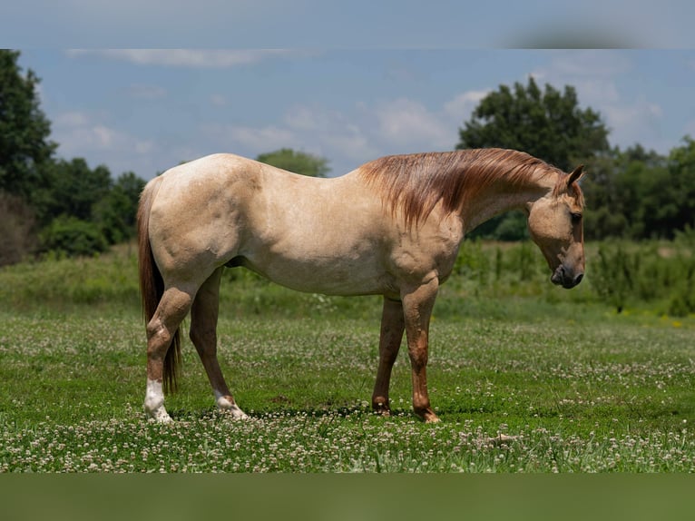 American Quarter Horse Ruin 5 Jaar 152 cm in Carrollton