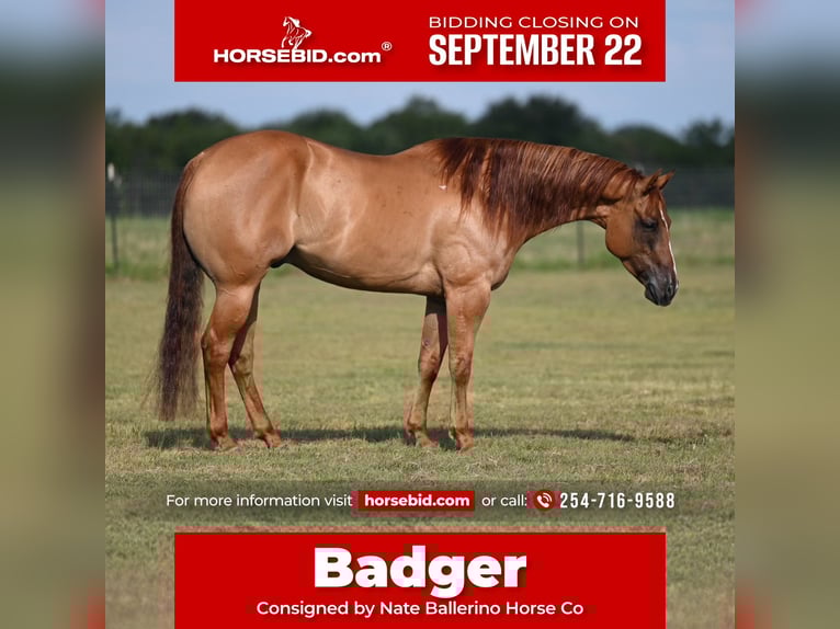 American Quarter Horse Ruin 5 Jaar 152 cm Red Dun in Waco