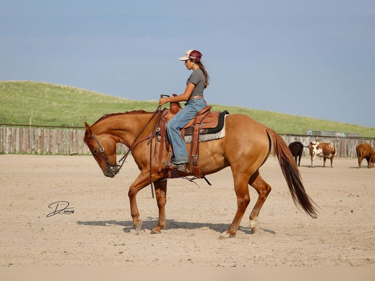American Quarter Horse Ruin 5 Jaar 152 cm Red Dun in Thedford