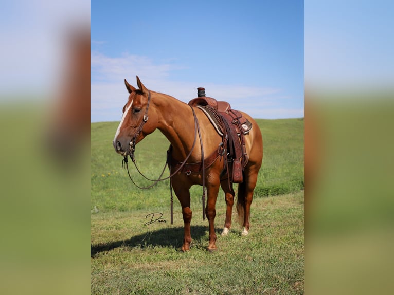 American Quarter Horse Ruin 5 Jaar 152 cm Red Dun in Thedford