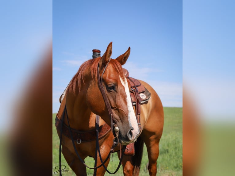 American Quarter Horse Ruin 5 Jaar 152 cm Red Dun in Thedford