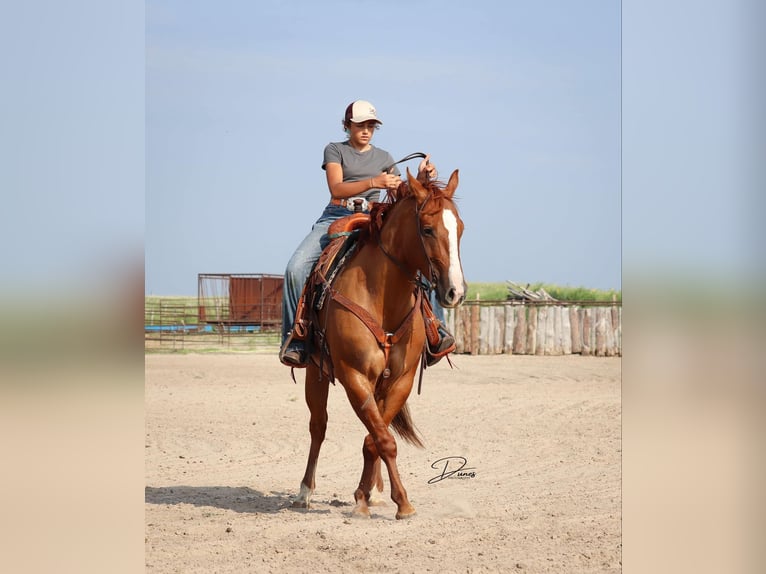 American Quarter Horse Ruin 5 Jaar 152 cm Red Dun in Thedford