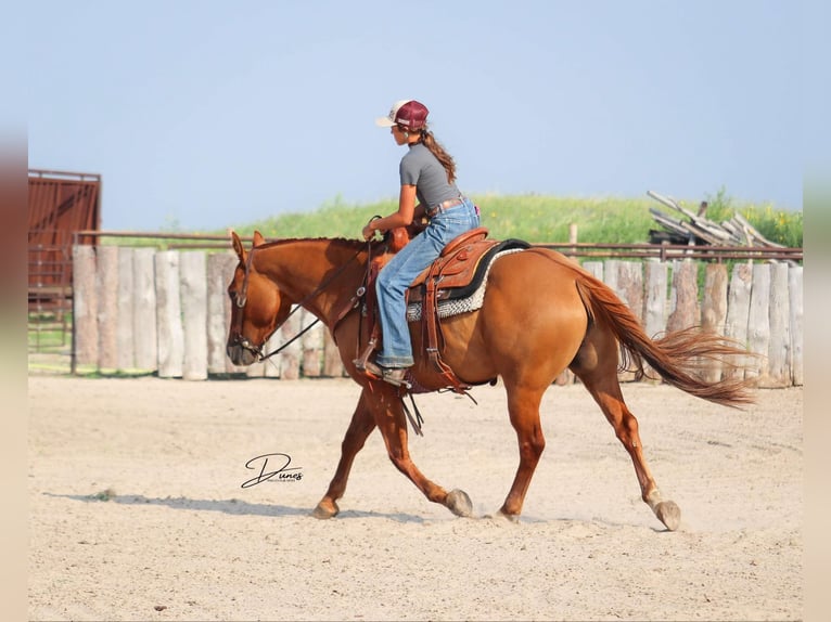 American Quarter Horse Ruin 5 Jaar 152 cm Red Dun in Thedford