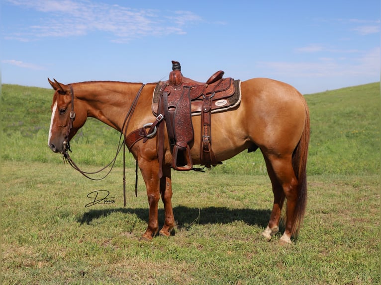 American Quarter Horse Ruin 5 Jaar 152 cm Red Dun in Thedford