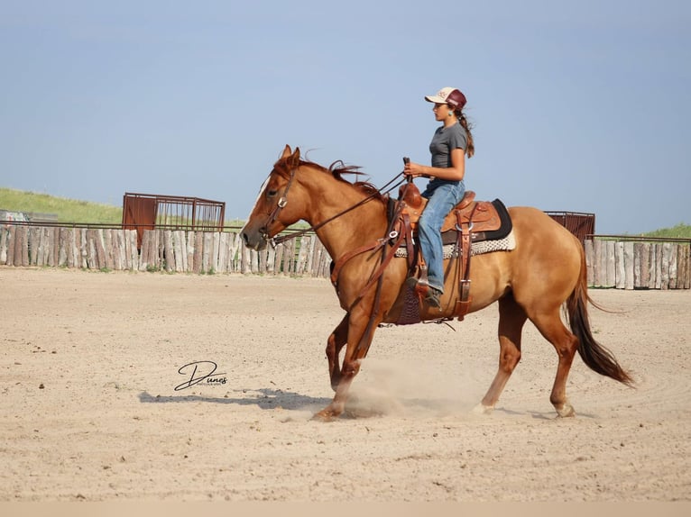 American Quarter Horse Ruin 5 Jaar 152 cm Red Dun in Thedford