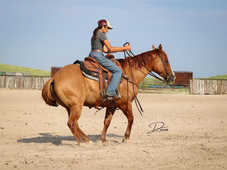 American Quarter Horse Ruin 5 Jaar 152 cm Red Dun in Thedford