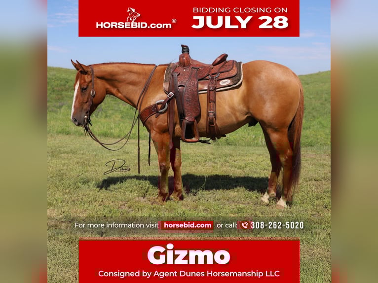 American Quarter Horse Ruin 5 Jaar 152 cm Red Dun in Thedford