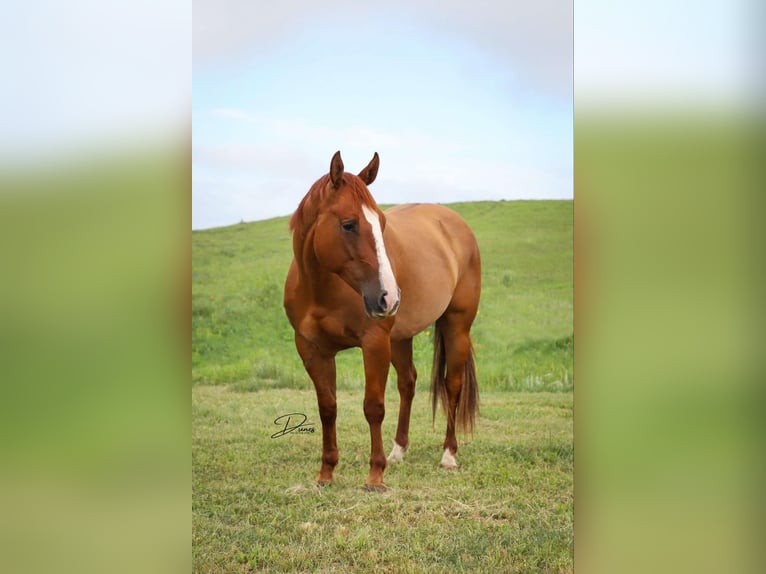 American Quarter Horse Ruin 5 Jaar 152 cm Red Dun in Thedford