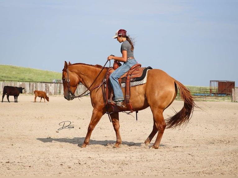American Quarter Horse Ruin 5 Jaar 152 cm Red Dun in Thedford