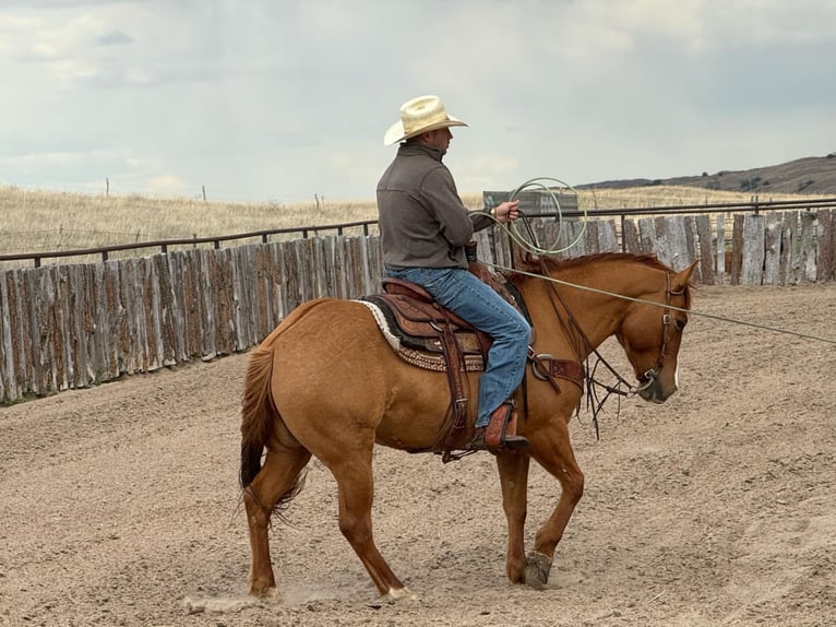 American Quarter Horse Ruin 5 Jaar 152 cm Red Dun in Thedford