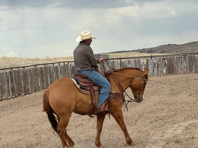 American Quarter Horse Ruin 5 Jaar 152 cm Red Dun in Thedford