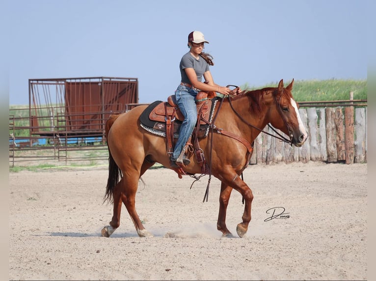American Quarter Horse Ruin 5 Jaar 152 cm Red Dun in Thedford