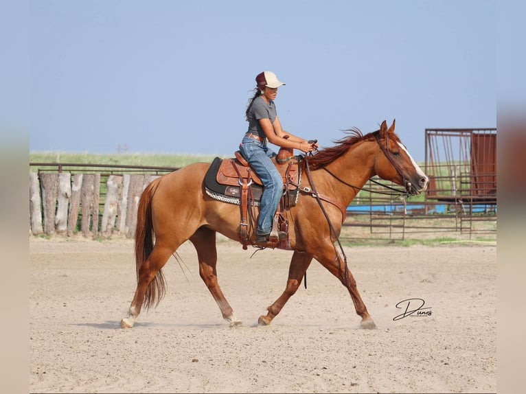 American Quarter Horse Ruin 5 Jaar 152 cm Red Dun in Thedford
