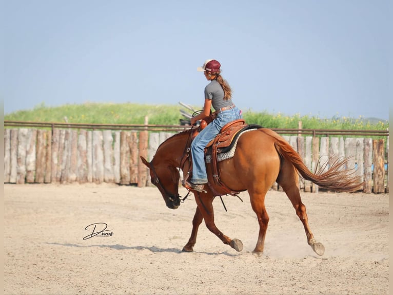 American Quarter Horse Ruin 5 Jaar 152 cm Red Dun in Thedford