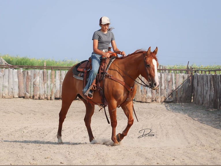 American Quarter Horse Ruin 5 Jaar 152 cm Red Dun in Thedford