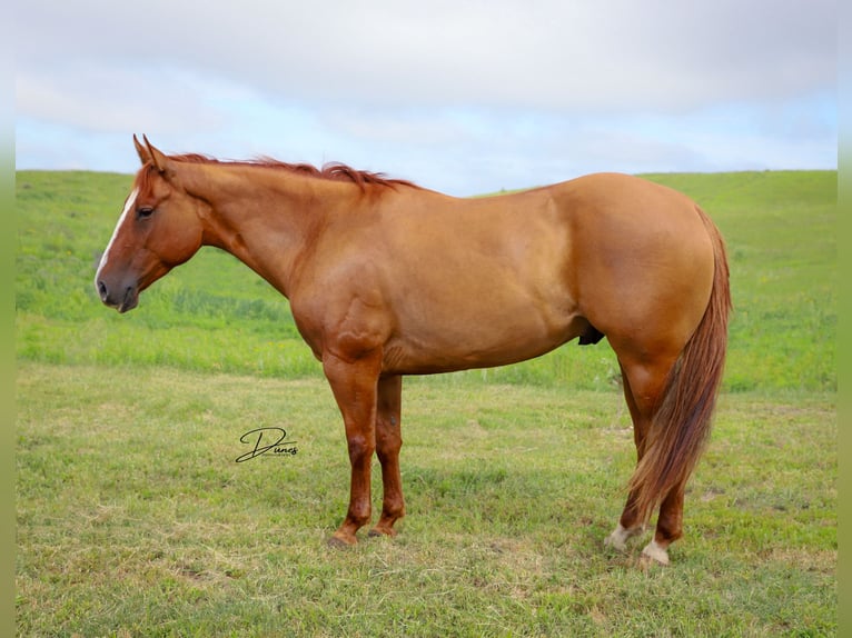 American Quarter Horse Ruin 5 Jaar 152 cm Red Dun in Thedford