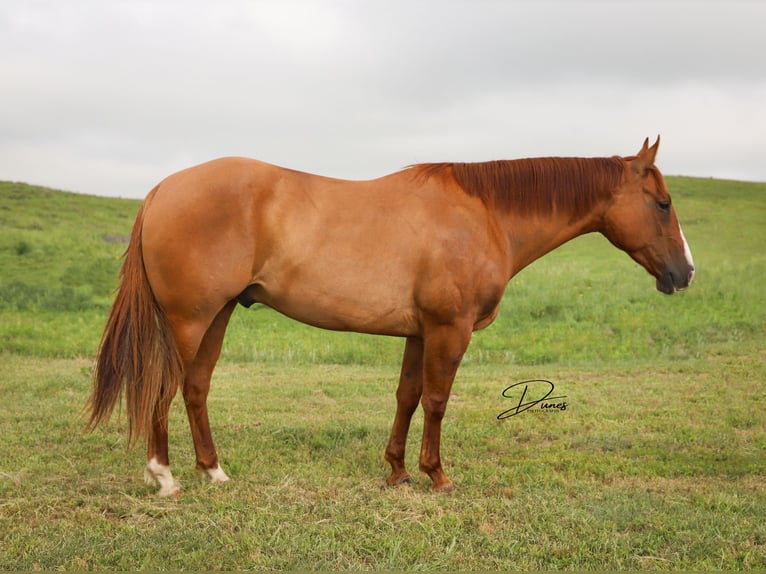 American Quarter Horse Ruin 5 Jaar 152 cm Red Dun in Thedford