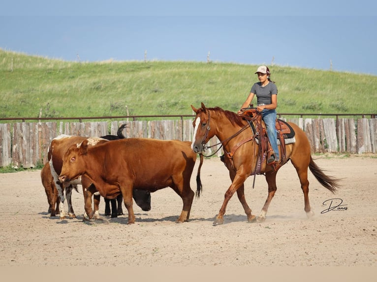 American Quarter Horse Ruin 5 Jaar 152 cm Red Dun in Thedford