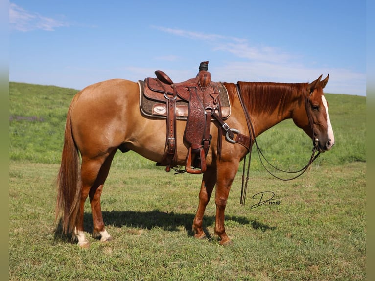 American Quarter Horse Ruin 5 Jaar 152 cm Red Dun in Thedford