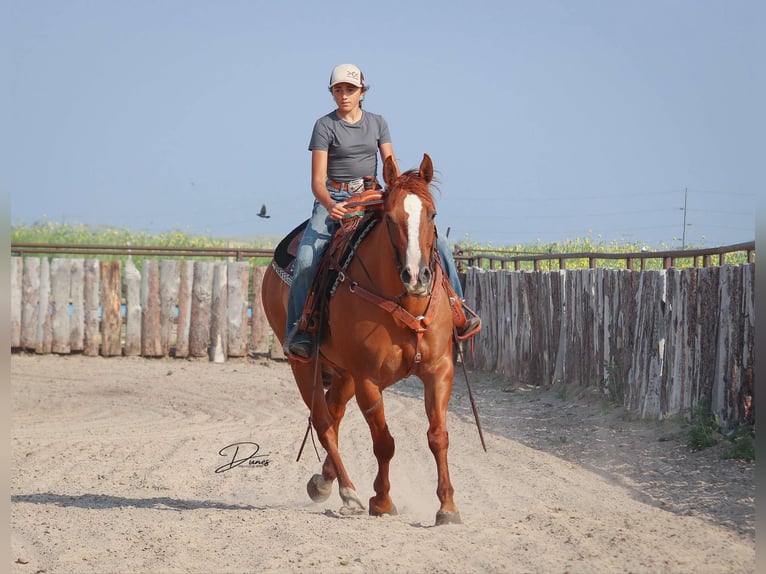 American Quarter Horse Ruin 5 Jaar 152 cm Red Dun in Thedford