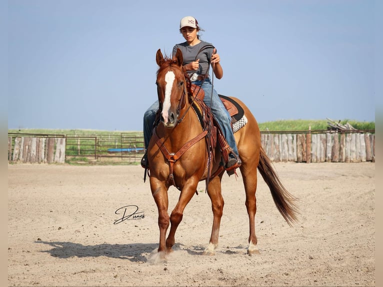 American Quarter Horse Ruin 5 Jaar 152 cm Red Dun in Thedford