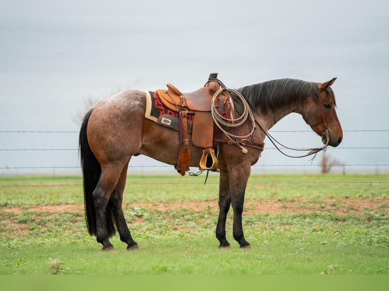 American Quarter Horse Ruin 5 Jaar 152 cm Roan-Bay in Canyon