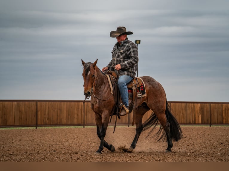 American Quarter Horse Ruin 5 Jaar 152 cm Roan-Bay in Canyon