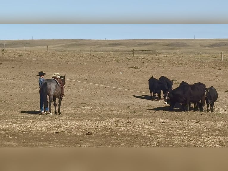 American Quarter Horse Ruin 5 Jaar 152 cm Roan-Bay in Power