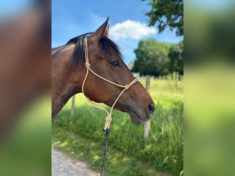 American Quarter Horse Ruin 5 Jaar 152 cm Roan-Bay in Ennepetal